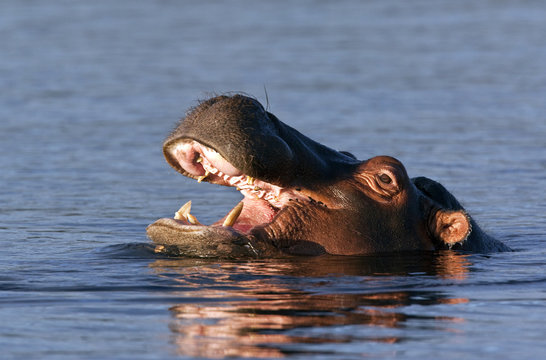 Hippopotamus - Chobe National Park - Botswana