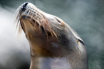 Smug Sea Lion