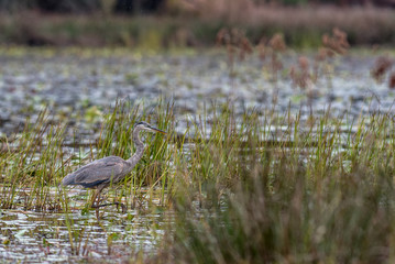 Crane in the Water