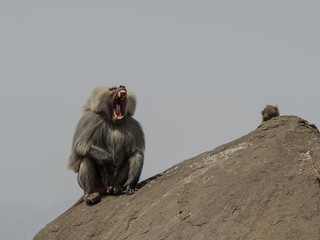 Yelling Baboon