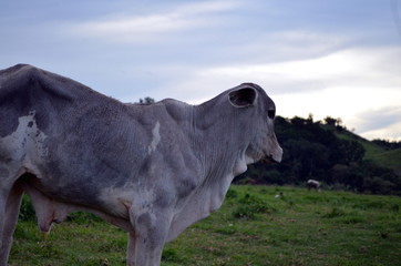 Bezerro