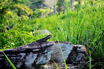 Lagartixa na Rocha