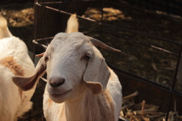 Ovejas silvestres