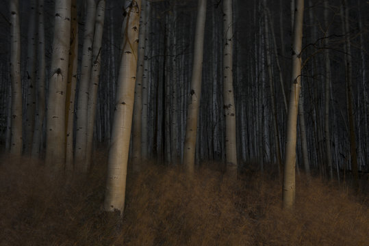 Trees growing in forest at night