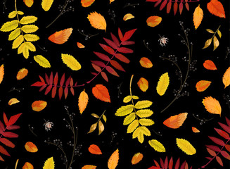 Vector Seamless patten background in watercolor style Autumn fall season colorful orange yellow, red fall leaves of forest maple, oak rowan tree. Botanical textile, wallpaper print on black background