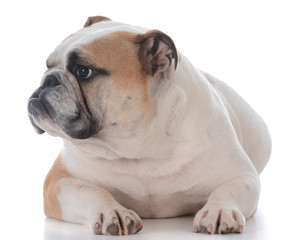 Fototapeta premium male english bulldog
