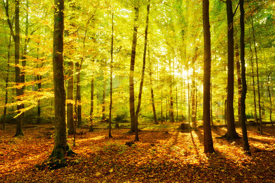 Autumn Forest Illuminated by the Golden Light of the Setting Sun