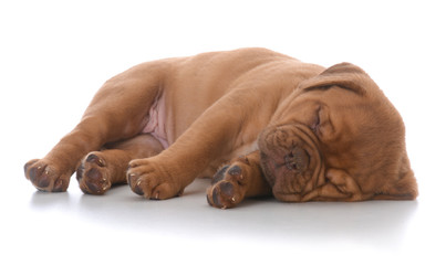female dogue de bordeaux puppy sleeping