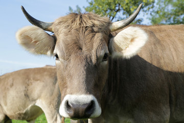 Kuh mit Hörnern auf der Weide