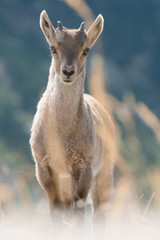 Portrait de bébé bouquetin 