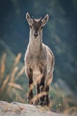 Portrait de bébé bouquetin 