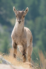 Portrait de bébé bouquetin 