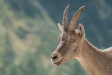 Portrait de bouquetin 