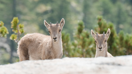 Bébés bouquetins