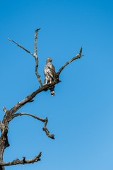Changeable Hawk Eagle Perched