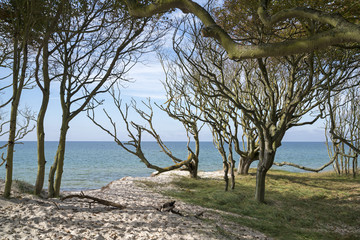 Darßwald und Ostsee