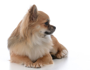 long haired chiuhuahua