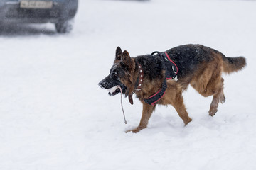 Shepherd for a walk in the winter with the owner