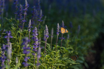 Close up on a colorful yellow butterfly swarm on lilac flower in the garden