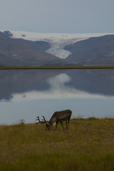Fototapeta na wymiar Un rennes au bord d'un lac