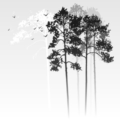 vector landscape with pine trees