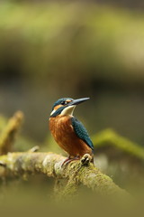 Alcedo atthis. It occurs throughout Europe. Looking for slow-flowing rivers. And clean water. The wild nature of Europe. Free nature. Photographed in the Czech Republic. Beautiful nature photos. A rar