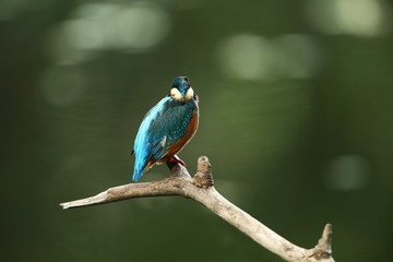 Alcedo atthis. It occurs throughout Europe. Looking for slow-flowing rivers. And clean water. The wild nature of Europe. Free nature. Photographed in the Czech Republic. Beautiful nature photos. A rar