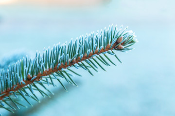 Blue Christmas tree frosted with the first frost. Selected focus.