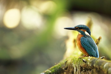 Alcedo atthis. It occurs throughout Europe. Looking for slow-flowing rivers. And clean water. The wild nature of Europe. Free nature. Photographed in the Czech Republic. Beautiful nature photos. A rar