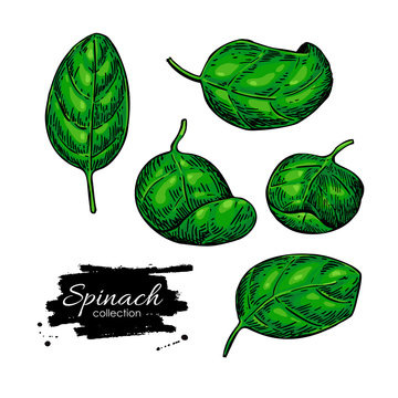 Spinach leaves hand drawn vector set. Vegetable  illustration.