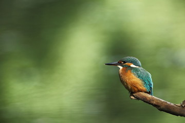 Alcedo atthis. It occurs throughout Europe. Looking for slow-flowing rivers. And clean water. The wild nature of Europe. Free nature. Photographed in the Czech Republic. Beautiful nature photos. A rar
