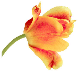 one yellow red Tulip bent