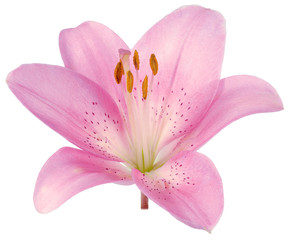 Obraz na płótnie Canvas pink glossy Lily Bud isolated