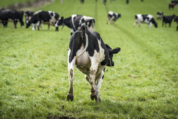Naklejka na ściany i meble Black and white cow jumping in joy on a field