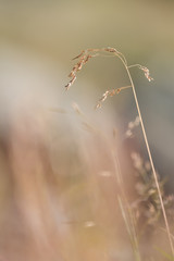 Obraz premium Brindilles