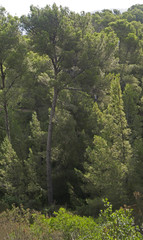 Coniferous trees in Mallorca