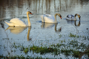 Łabędzie na wodzie © Grzegorz Polak