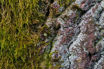 Bark of tree with moss