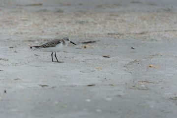 USA, Florida, Close up of a beautiful small bird Calidris alba, Sanderling a shorebird