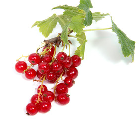 Close up view of red currant berry isolated on white background. A bunch of red currant with small green leaf of red currant bush.