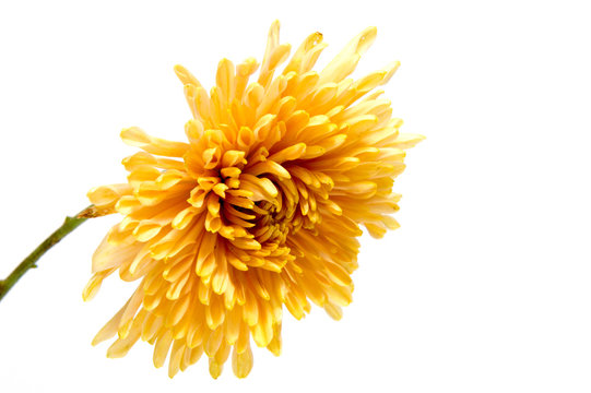 Chrysanthemum flower on a long stem on white isolated background