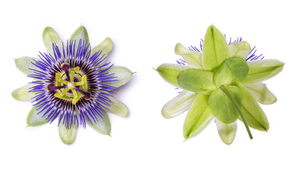 Passiflora passionflower isolated on white background. Big beautiful flower