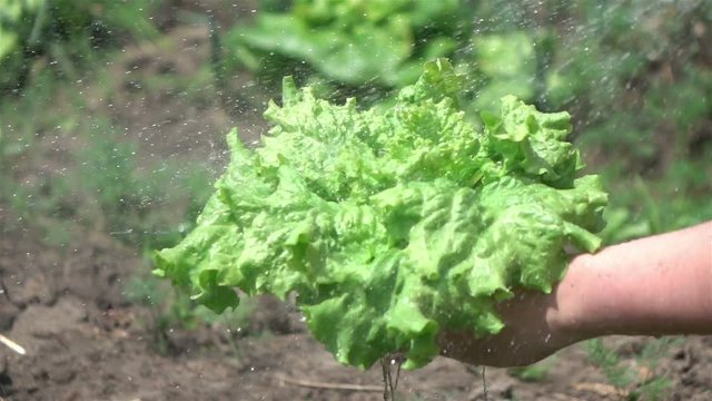 High quality video of watering vegetable garden in real 1080p slow motion 250fps