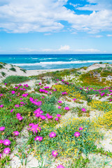 Pink flowers by the sea in Platamona shore