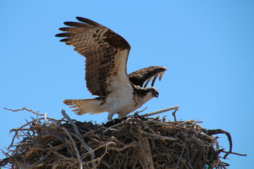 Seeadler