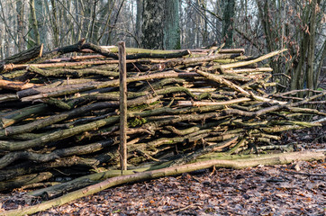 Stack of branches in the forest