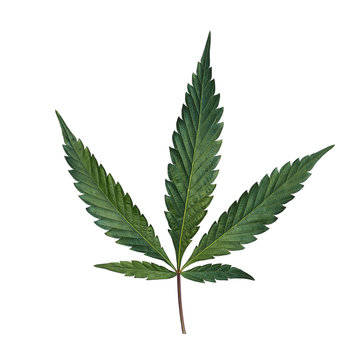 Cannabis Leaf on White Background