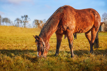 Brown horse grazing in a field. Copy space
