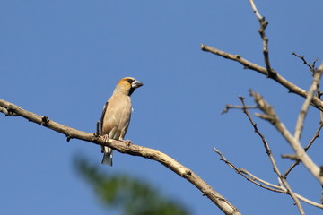 The hawfinch (Coccothraustes coccothraustes) is a passerine bird in the finch family Fringillidae.  ukraine. Its head is orange-brown with a black eyestripe and bib. The upper parts are dark brown and