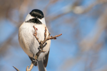 Black-capped Chickadee
